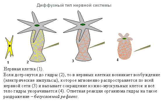 Кракен дарк шоп